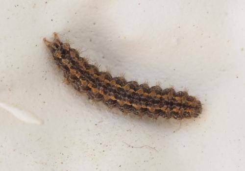Eilema caniola